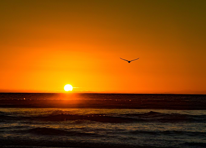 Seagull at Wharariki Beach