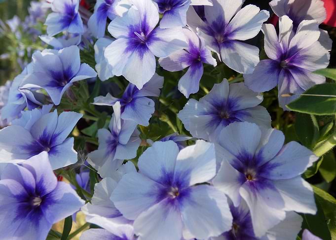 Flowers purple and white