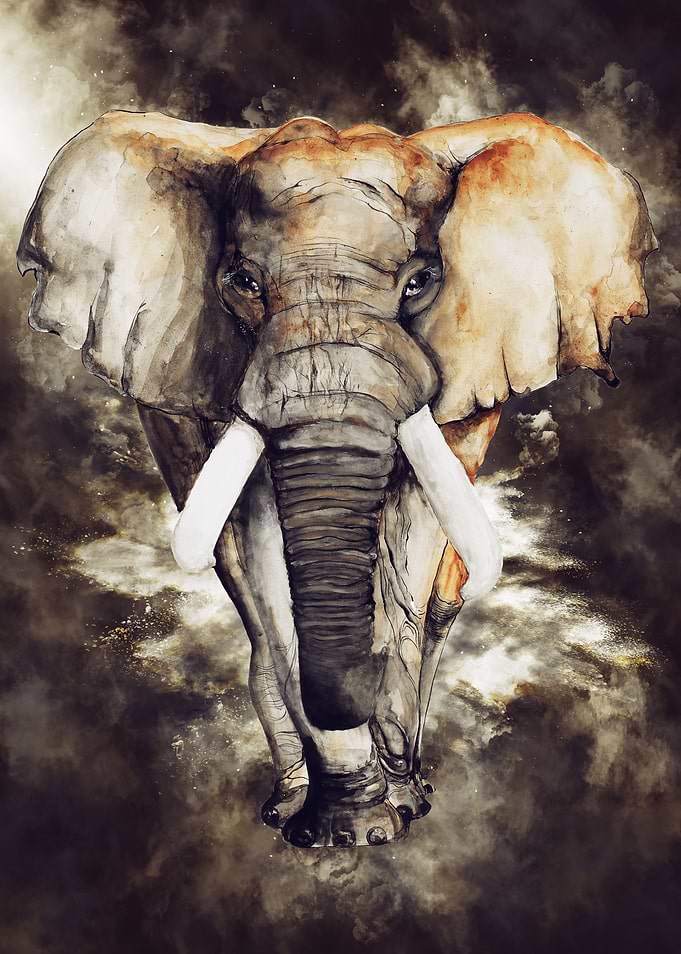 Elephant 3