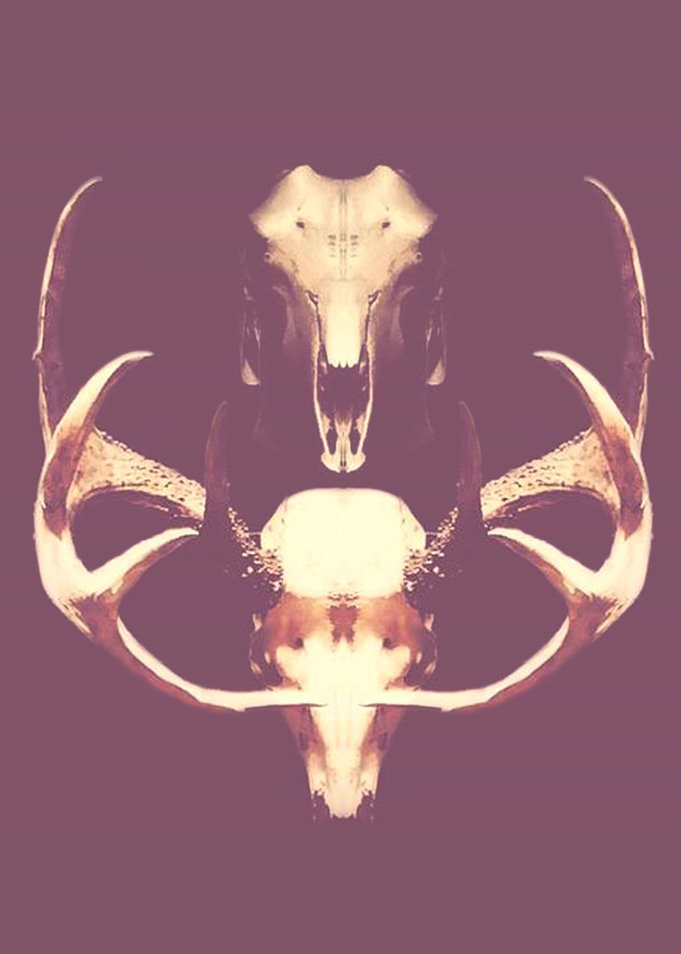 Skeletal Antler