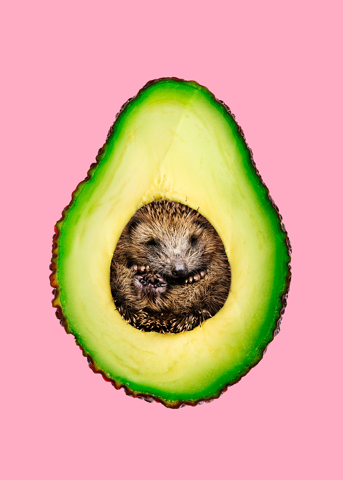 Hedgehogcado