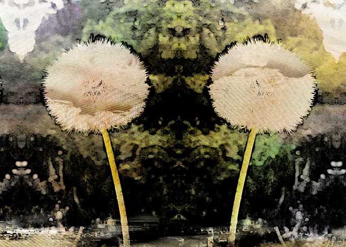 Flowers after Bloom