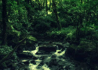 The stream through