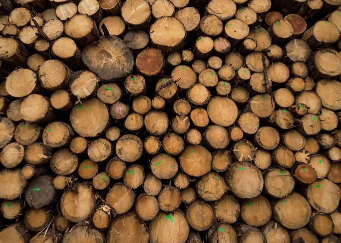 Piled pines texture