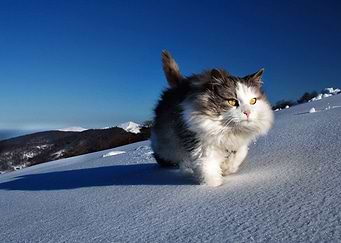 Mountain Cat