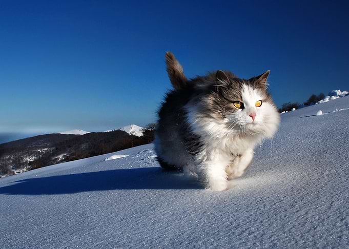 Mountain Cat