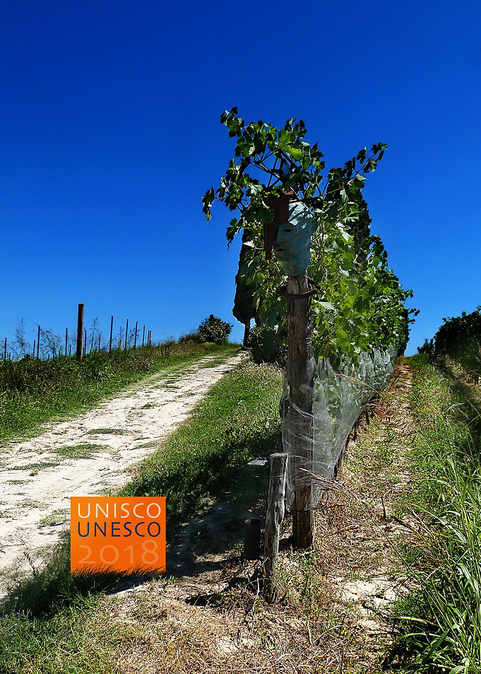 Wineyard mask