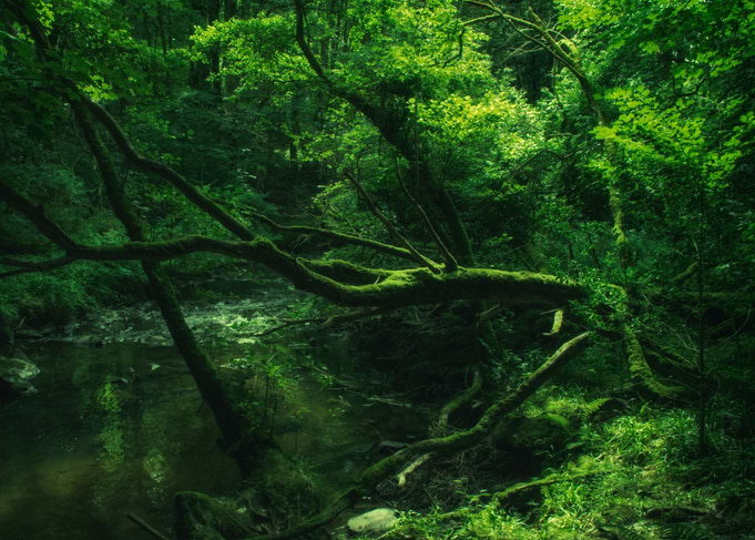 Eerie green wood