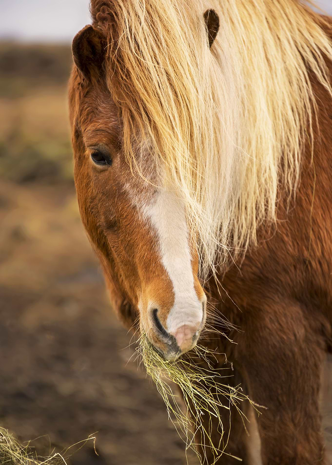Icelandic Horse