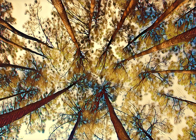 TREES