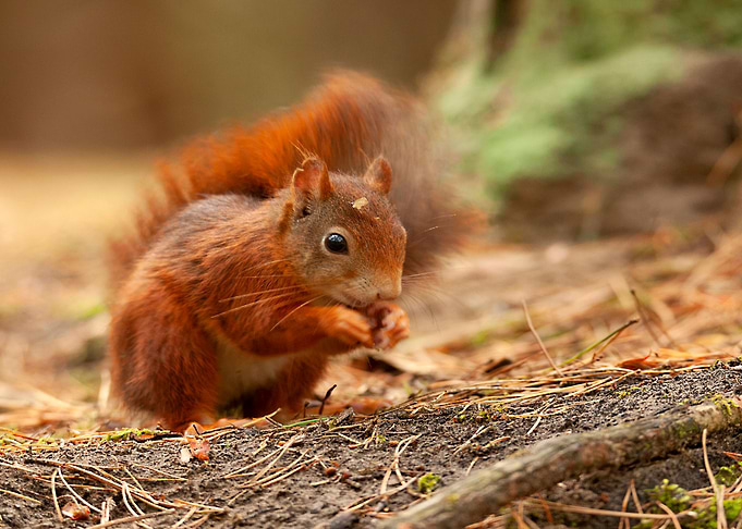 Snacking red squirrel
