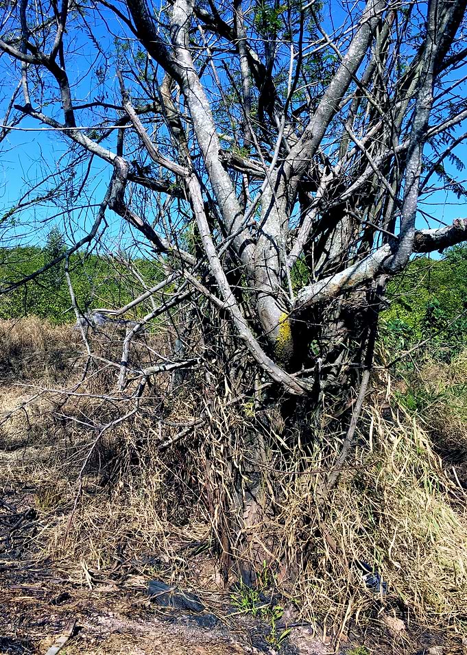 Trees and Roots Brasil-1