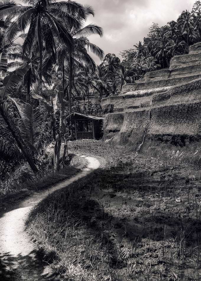 TEGALALANG RICE TERRACE