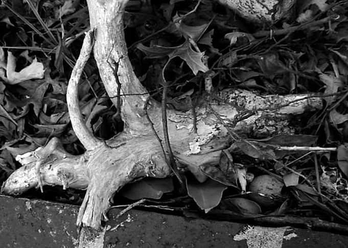 Study of a Branch