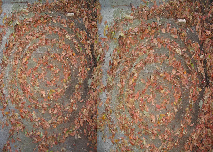 Spiral Leaves