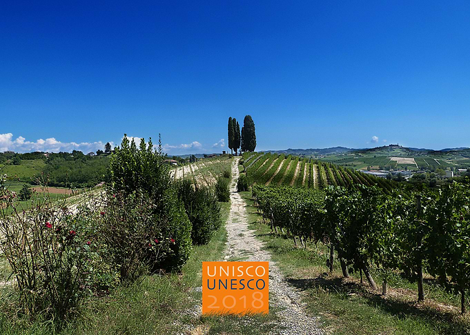 Wineyard