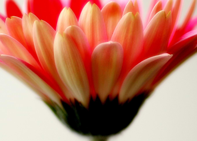 Pink Gerbera 3