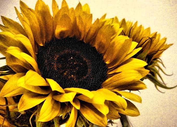 Glorious Sunflowers 2