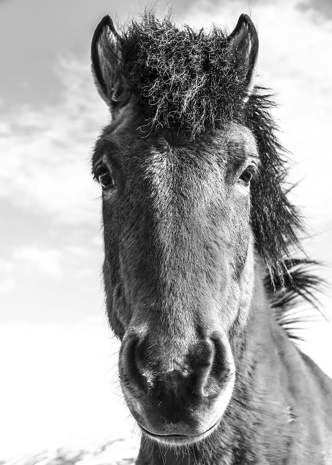 Wild Horse