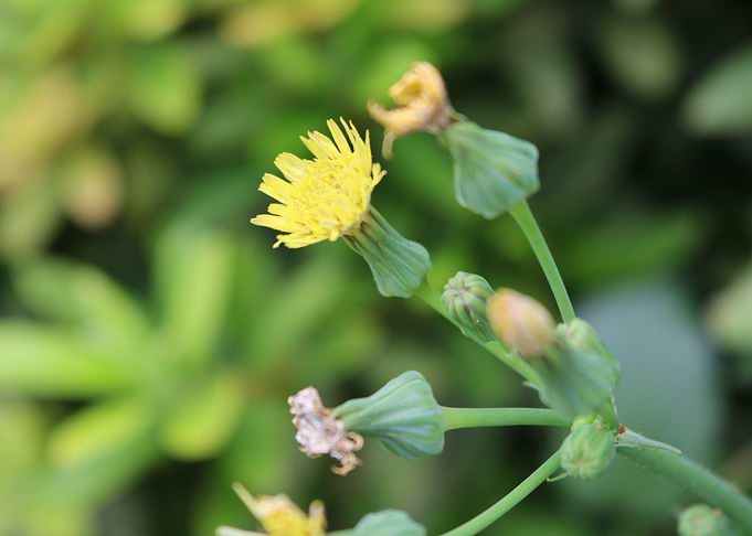 inbloom