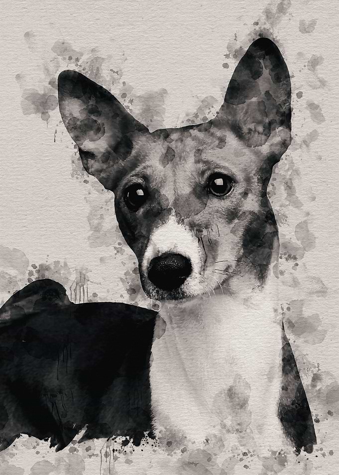 Basenji