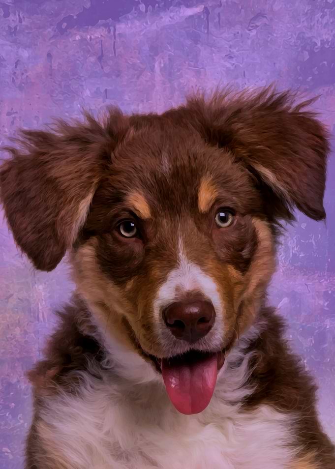 Border Collie Puppy