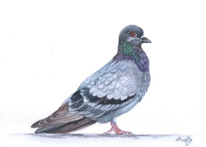 Blue Rock Pigeon