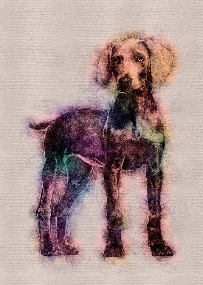 Weimaraner puppy