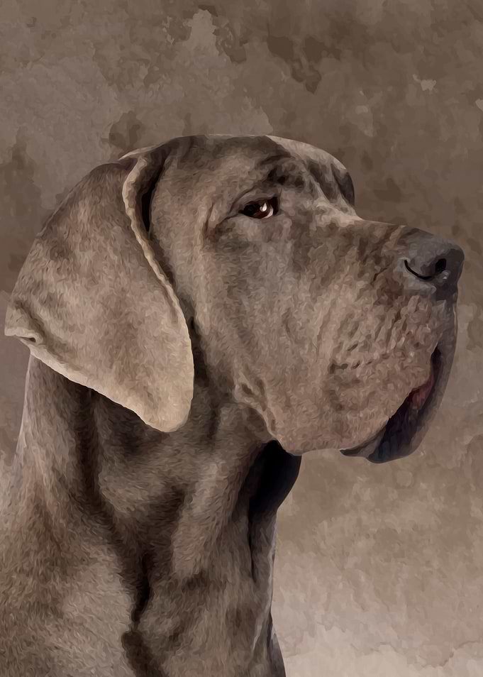 Great Dane