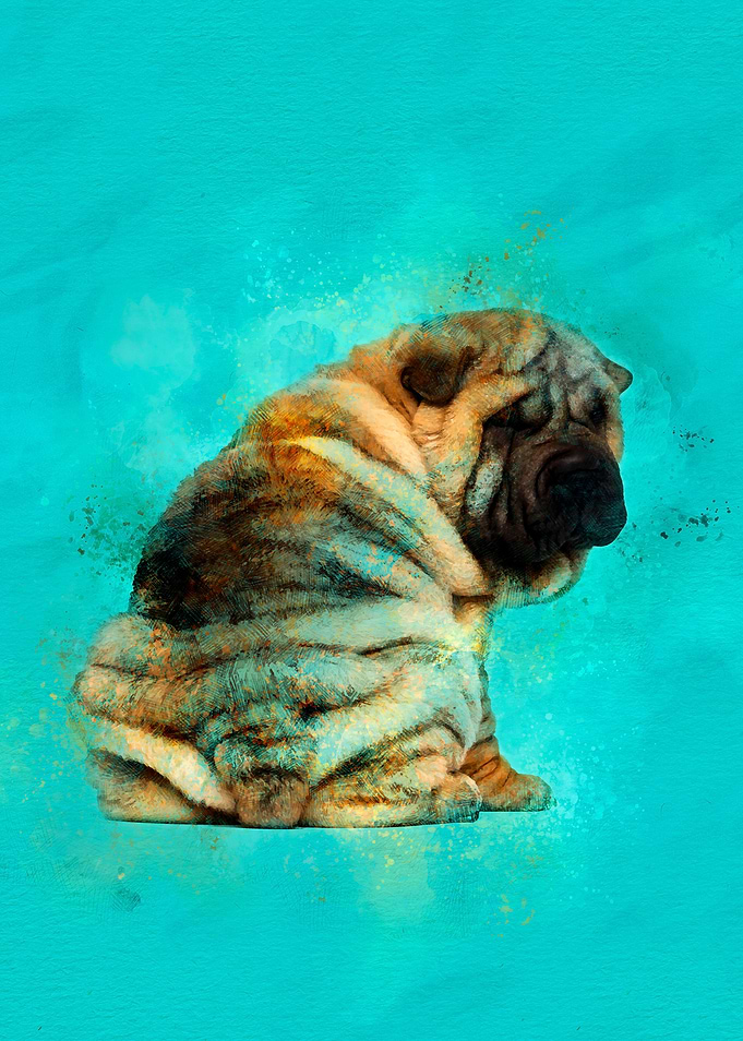 Shar-Pei puppy