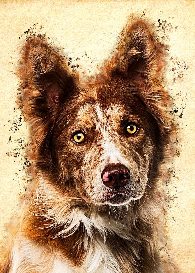 Border Collie
