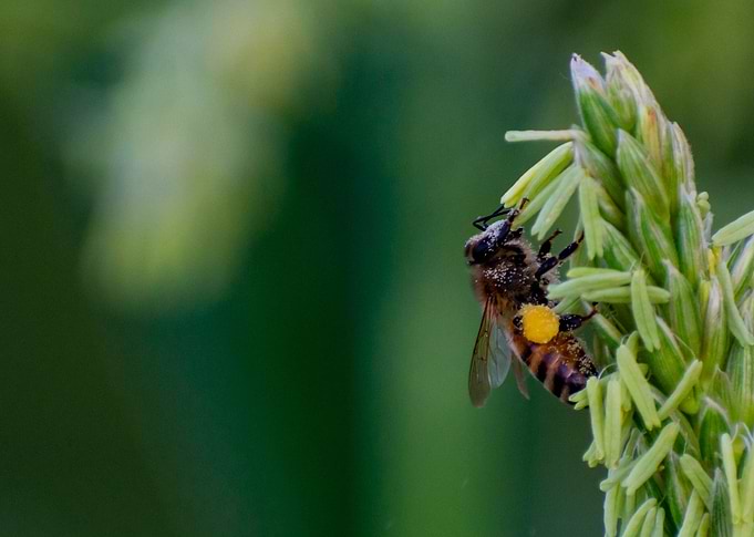 The Bee