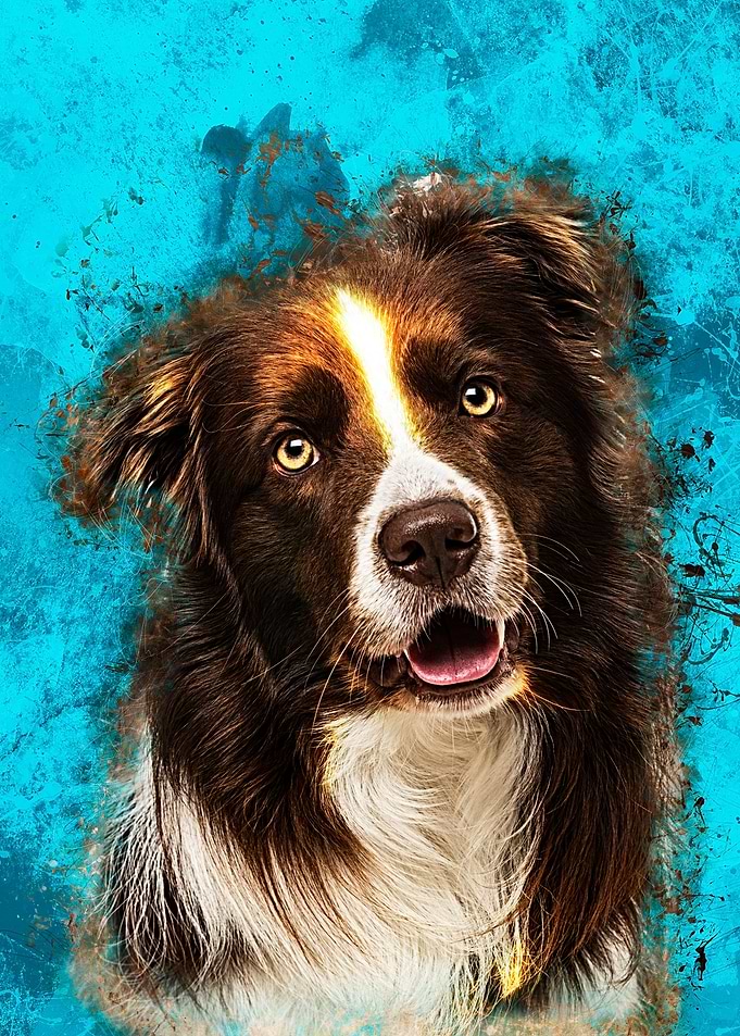 Border Collie