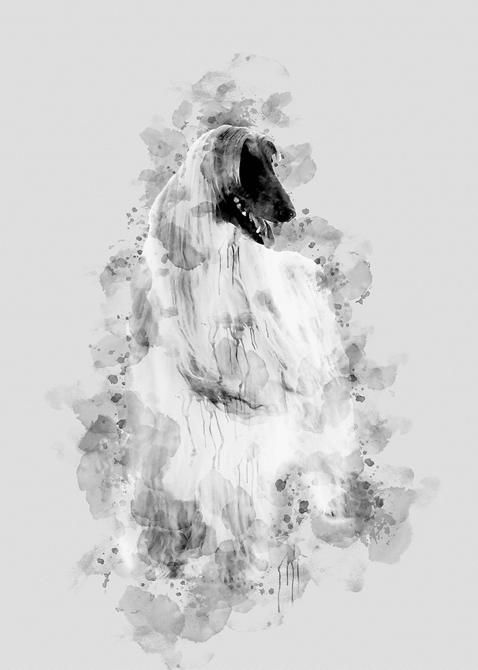 Afghan Hound