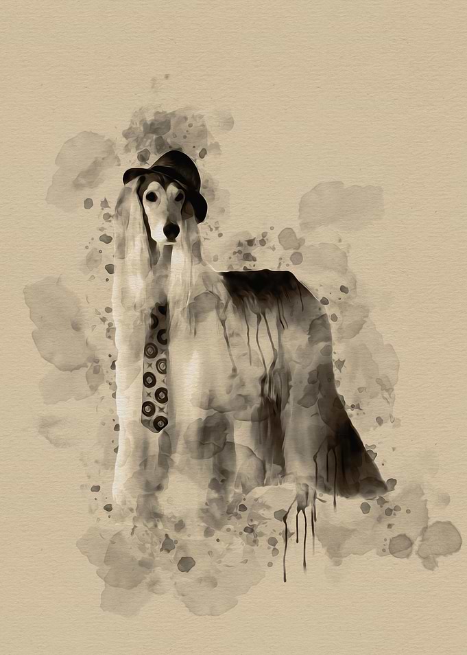 Afghan Hound