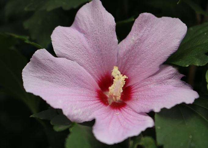 petals