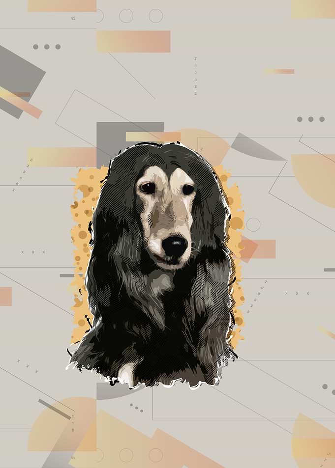 Afghan Hound