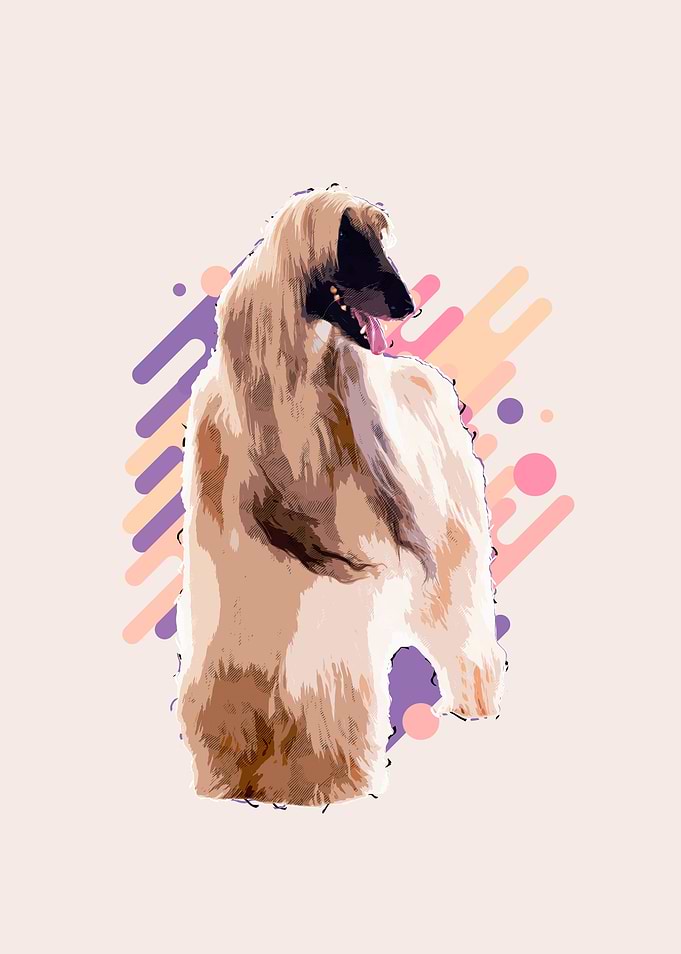 Afghan Hound