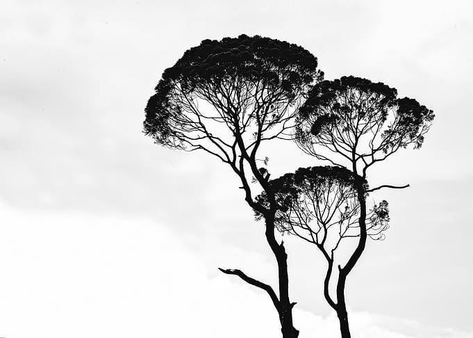 B&W Branches