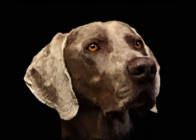 Weimaraner