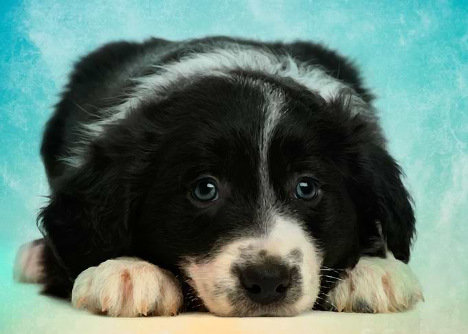 Border Collie Puppy