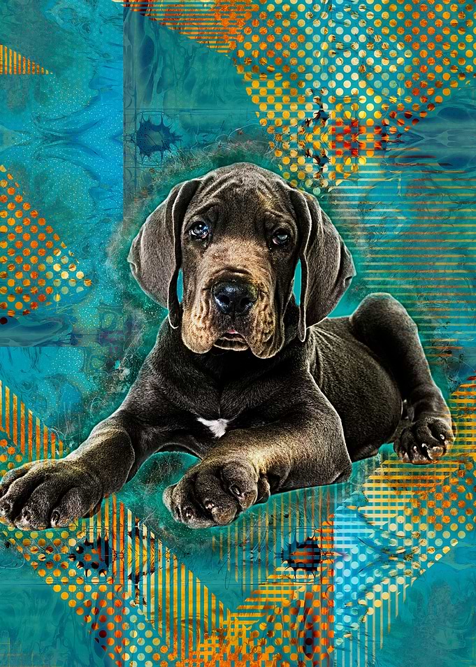 Great Dane Puppy
