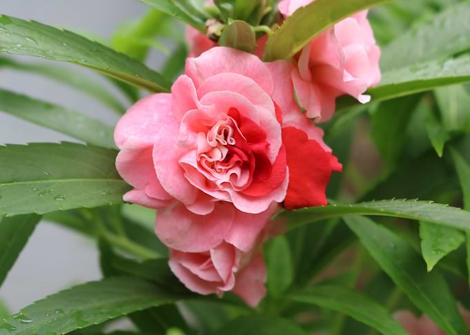 like a rose