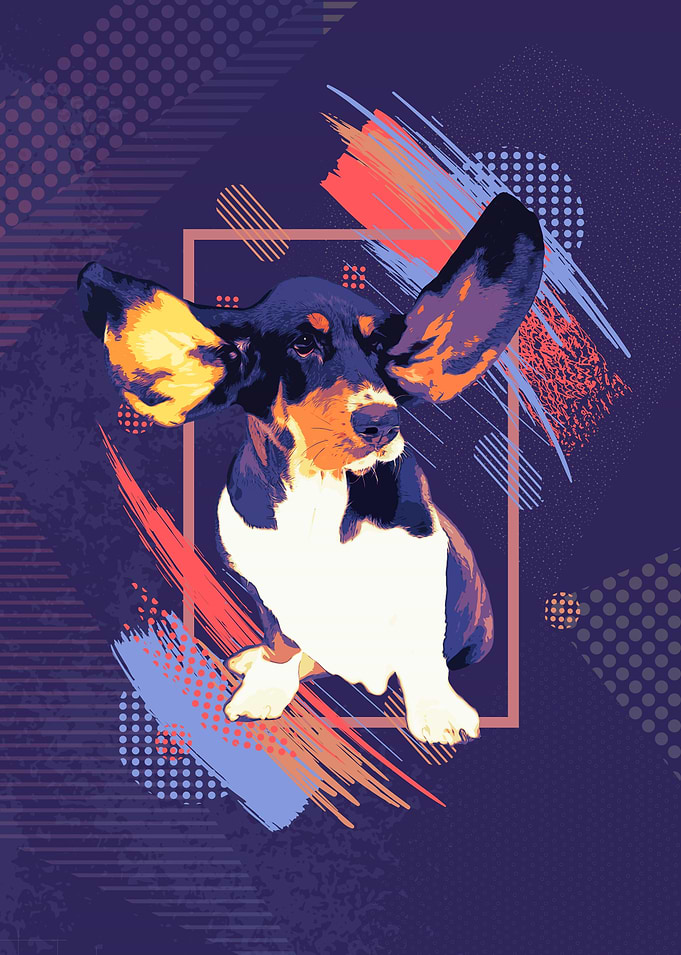 Basset Hound