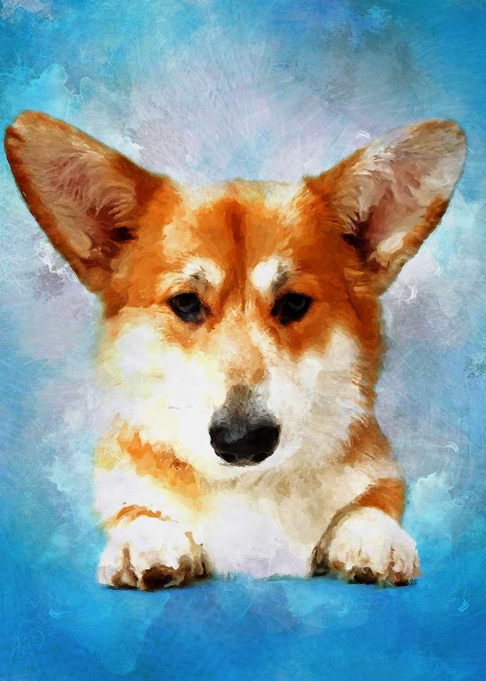 Welsh Corgi