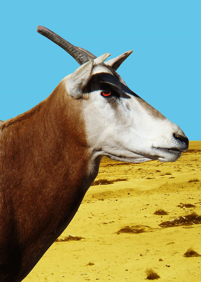 Antelope in the Desert