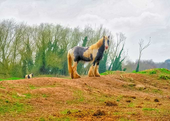 Gypsy Horse