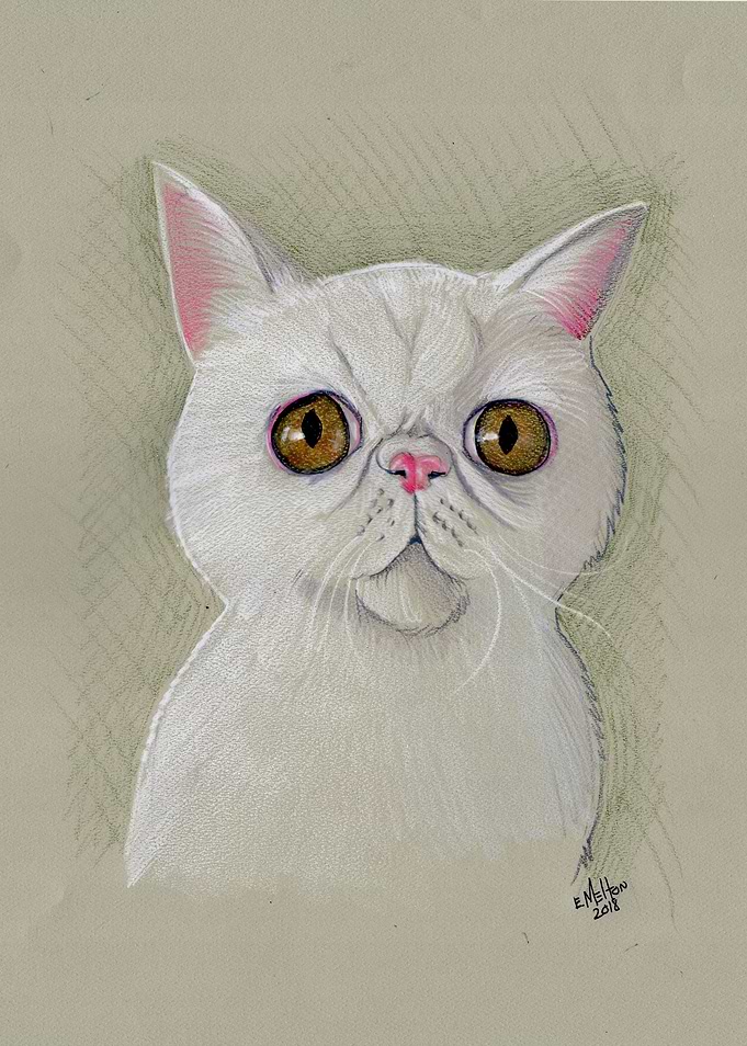 Sad White Cat