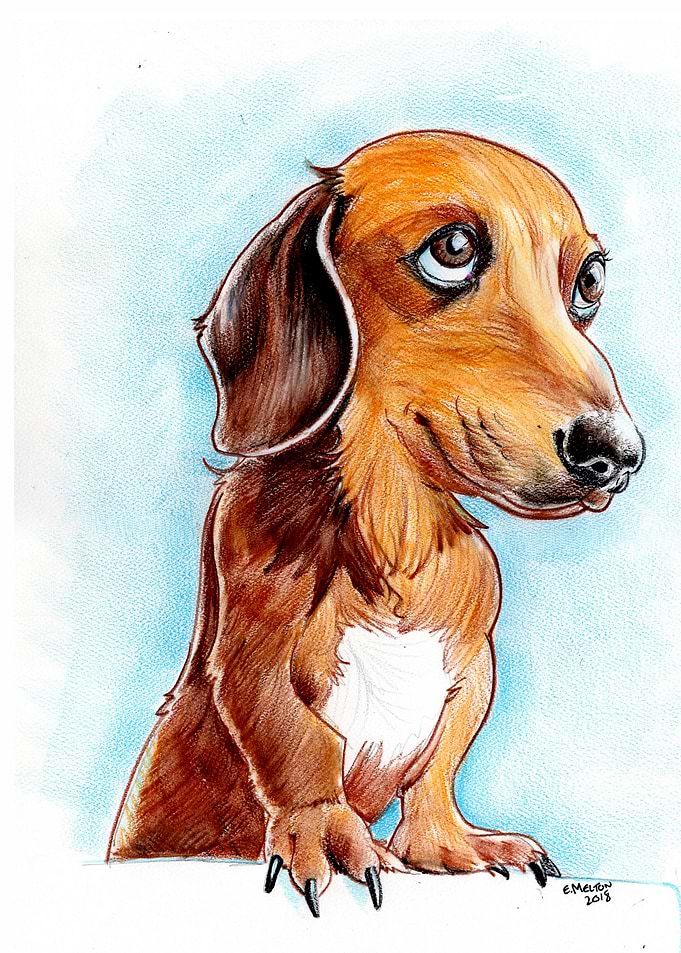 Dachshund Dog