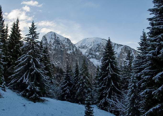 Snowy forest morning